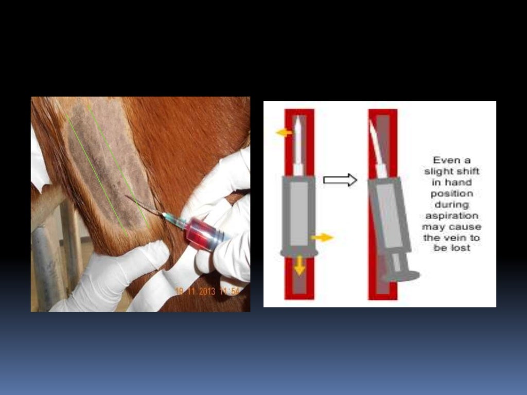 Injection techniques in equines and canines