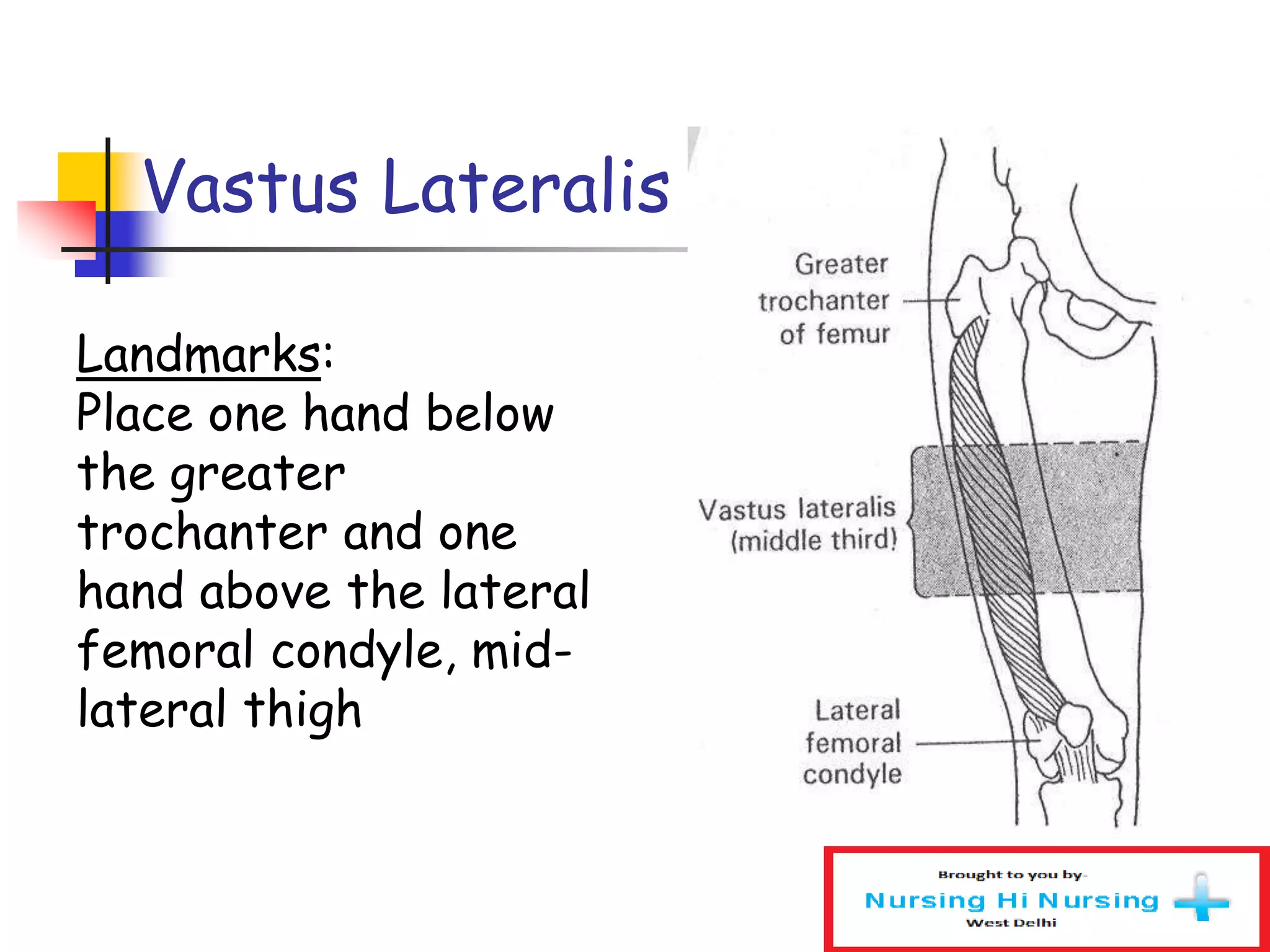 Vastus Lateralis
Landmarks:
Place one hand below
the greater
trochanter and one
hand above the lateral
femoral condyle, mid-
lateral thigh
 