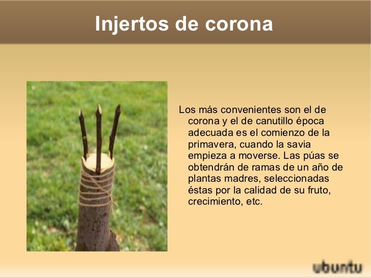 Injerto