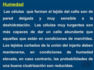 Humedad
Las células que forman el tejido del callo son de
pared delgada y muy sensible a la
deshidratación. Las células muy turgentes son
más capaces de dar un callo abundante que
aquellas que están en condiciones de marchitez.
Los tejidos cortados de la unión del injerto deben
mantenerse, en condiciones de humedad
elevada, en caso contrario, las probabilidades de
una buena cicatrización son reducidas.
 