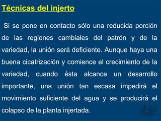 Técnicas del injerto
Si se pone en contacto sólo una reducida porción
de las regiones cambiales del patrón y de la
variedad, la unión será deficiente. Aunque haya una
buena cicatrización y comience el crecimiento de la
variedad, cuando ésta alcance un desarrollo
importante, una unión tan escasa impedirá el
movimiento suficiente del agua y se producirá el
colapso de la planta injertada.
 