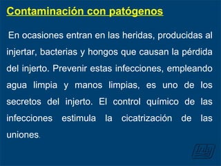 Contaminación con patógenos
En ocasiones entran en las heridas, producidas al
injertar, bacterias y hongos que causan la pérdida
del injerto. Prevenir estas infecciones, empleando
agua limpia y manos limpias, es uno de los
secretos del injerto. El control químico de las
infecciones estimula la cicatrización de las
uniones.
 