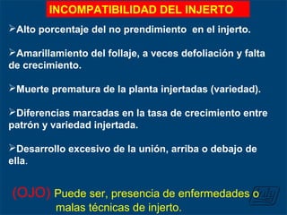 Alto porcentaje del no prendimiento en el injerto.
Amarillamiento del follaje, a veces defoliación y falta
de crecimiento.
Muerte prematura de la planta injertadas (variedad).
Diferencias marcadas en la tasa de crecimiento entre
patrón y variedad injertada.
Desarrollo excesivo de la unión, arriba o debajo de
ella.
(OJO) Puede ser, presencia de enfermedades o
malas técnicas de injerto.
INCOMPATIBILIDAD DEL INJERTO
 