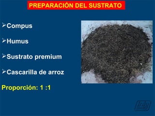 Compus
Humus
Sustrato premium
Cascarilla de arroz
Proporción: 1 :1
PREPARACIÓN DEL SUSTRATO
 