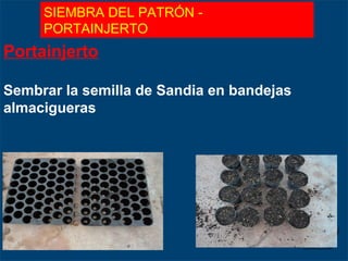 Portainjerto
Sembrar la semilla de Sandia en bandejas
almacigueras
SIEMBRA DEL PATRÓN -
PORTAINJERTO
 