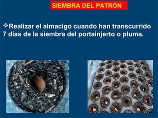 Realizar el almacigo cuando han transcurrido
7 días de la siembra del portainjerto o pluma.
SIEMBRA DEL PATRÓN
 