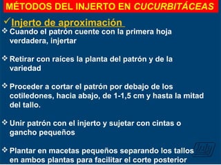 MÉTODOS DEL INJERTO EN CUCURBITÁCEAS
Injerto de aproximación
 Cuando el patrón cuente con la primera hoja
verdadera, injertar
 Retirar con raíces la planta del patrón y de la
variedad
 Proceder a cortar el patrón por debajo de los
cotiledones, hacia abajo, de 1-1,5 cm y hasta la mitad
del tallo.
 Unir patrón con el injerto y sujetar con cintas o
gancho pequeños
 Plantar en macetas pequeños separando los tallos
en ambos plantas para facilitar el corte posterior
 