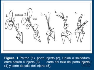 Figura. 1 Patrón (1), porta injerto (2), Unión o soldadura
entre patrón e injerto (3), corte del tallo del porta injertó
(4) y corte de tallo del injerto (5).
 