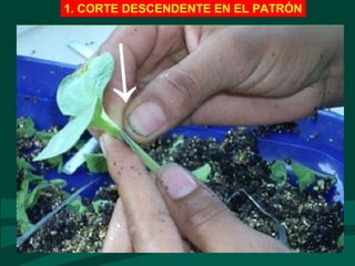 1. CORTE DESCENDENTE EN EL PATRÓN
→
 