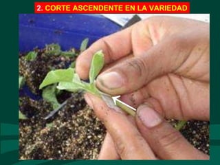 2. CORTE ASCENDENTE EN LA VARIEDAD
→
 