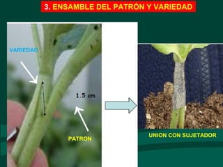 3. ENSAMBLE DEL PATRÓN Y VARIEDAD
→
→
VARIEDAD
PATRON
UNION CON SUJETADOR
 