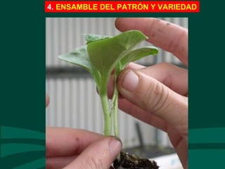 4. ENSAMBLE DEL PATRÓN Y VARIEDAD
 