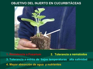 OBJETIVO DEL INJERTO EN CUCURBITÁCEAS
1. Resistencia a Fusarium 2. Tolerancia a nematodos
3. Tolerancia a estrés de bajas temperaturas alta salinidad
4. Mayor absorción de agua y nutrientes
←
 