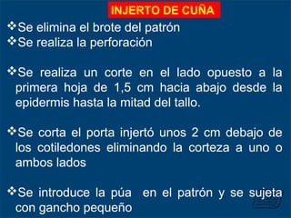 INJERTO DE CUÑA
Se elimina el brote del patrón
Se realiza la perforación
Se realiza un corte en el lado opuesto a la
primera hoja de 1,5 cm hacia abajo desde la
epidermis hasta la mitad del tallo.
Se corta el porta injertó unos 2 cm debajo de
los cotiledones eliminando la corteza a uno o
ambos lados
Se introduce la púa en el patrón y se sujeta
con gancho pequeño
 