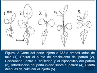 Figura. 2 Corte del porta injertó a 65º a ambos lados de
tallo (1), Retirar el punto de crecimiento del patrón (2),
Perforación entre el cotiledón y el hipocotíleo del patrón
(3), Introducción del porta injertó sobre el patrón (4), Planta
después de culminar el injerto (5).
 