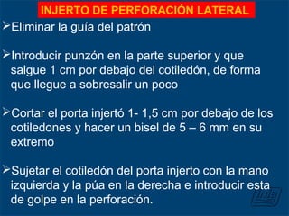 INJERTO DE PERFORACIÓN LATERAL
Eliminar la guía del patrón
Introducir punzón en la parte superior y que
salgue 1 cm por debajo del cotiledón, de forma
que llegue a sobresalir un poco
Cortar el porta injertó 1- 1,5 cm por debajo de los
cotiledones y hacer un bisel de 5 – 6 mm en su
extremo
Sujetar el cotiledón del porta injerto con la mano
izquierda y la púa en la derecha e introducir esta
de golpe en la perforación.
 
