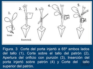Figura. 3 Corte del porta injertó a 65º ambos lados
del tallo (1), Corte sobre el tallo del patrón (2),
Apertura del orificio con punzón (3), Inserción del
porta injertó sobre patrón (4) y Corte del tallo
superior del patrón.
 