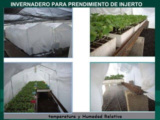 INVERNADERO PARA PRENDIMIENTO DE INJERTO
 