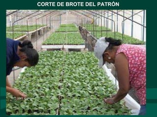CORTE DE BROTE DEL PATRÓN
 