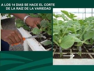 A LOS 14 DIAS SE HACE EL CORTE
DE LA RAÍZ DE LA VARIEDAD
→
 