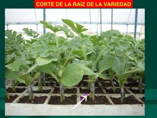 CORTE DE LA RAÍZ DE LA VARIEDAD
→
 