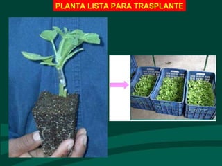PLANTA LISTA PARA TRASPLANTE
 