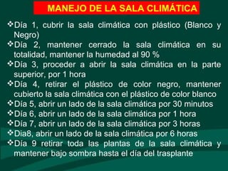 MANEJO DE LA SALA CLIMÁTICA
Día 1, cubrir la sala climática con plástico (Blanco y
Negro)
Día 2, mantener cerrado la sala climática en su
totalidad, mantener la humedad al 90 %
Día 3, proceder a abrir la sala climática en la parte
superior, por 1 hora
Día 4, retirar el plástico de color negro, mantener
cubierto la sala climática con el plástico de color blanco
Día 5, abrir un lado de la sala climática por 30 minutos
Día 6, abrir un lado de la sala climática por 1 hora
Día 7, abrir un lado de la sala climática por 3 horas
Dia8, abrir un lado de la sala climática por 6 horas
Día 9 retirar toda las plantas de la sala climática y
mantener bajo sombra hasta el día del trasplante
 