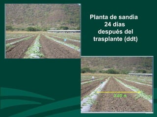 Planta de sandìa
24 días
después del
trasplante (ddt)
 