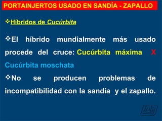 Híbridos de Cucúrbita
El híbrido mundialmente más usado
procede del cruce: Cucúrbita máxima X
Cucúrbita moschata
No se producen problemas de
incompatibilidad con la sandía y el zapallo.
PORTAINJERTOS USADO EN SANDÍA - ZAPALLO
 