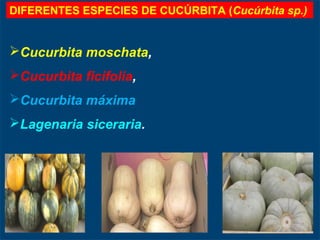 Cucurbita moschata,
Cucurbita ficifolia,
Cucurbita máxima
Lagenaria siceraria.
DIFERENTES ESPECIES DE CUCÚRBITA (Cucúrbita sp.)
 