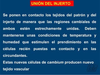 Se ponen en contacto los tejidos del patrón y del
injerto de manera que las regiones cambiales de
ambos estén estrechamente unidas. Deben
mantenerse unas condiciones de temperatura y
humedad que estimulen el prendimiento en las
células recién puestas en contacto y en las
circundantes.
Estas nuevas células de cambium producen nuevo
tejido vascular.
UNIÓN DEL INJERTO
 