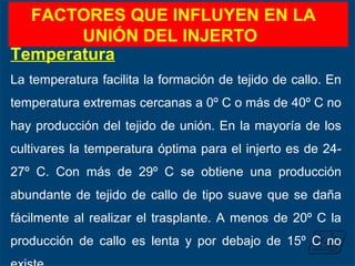 FACTORES QUE INFLUYEN EN LA
UNIÓN DEL INJERTO
Temperatura
La temperatura facilita la formación de tejido de callo. En
temperatura extremas cercanas a 0º C o más de 40º C no
hay producción del tejido de unión. En la mayoría de los
cultivares la temperatura óptima para el injerto es de 24-
27º C. Con más de 29º C se obtiene una producción
abundante de tejido de callo de tipo suave que se daña
fácilmente al realizar el trasplante. A menos de 20º C la
producción de callo es lenta y por debajo de 15º C no
 