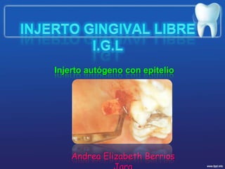 INJERTO GINGIVAL LIBREI.G.L Injerto autógeno con epitelio Andrea Elizabeth Berrios Jara 