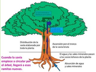 Cuando la savia
empiece a circular por
el árbol, llegará a esas
ramitas nuevas.
 