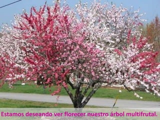 Estamos deseando ver florecer nuestro árbol multifrutal.
 