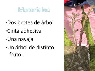 ·Dos brotes de árbol
·Cinta adhesiva
·Una navaja
·Un árbol de distinto
fruto.
 