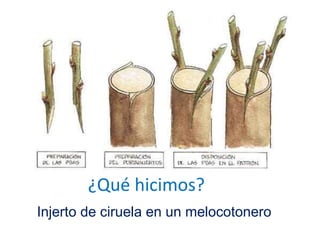 Injerto de ciruela en un melocotonero
¿Qué hicimos?
 