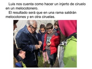 Luis nos cuenta como hacer un injerto de ciruelo
en un melocotonero.
El resultado será que en una rama saldrán
melocotones y en otra ciruelas.
 