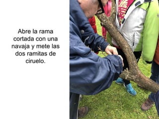 Abre la rama
cortada con una
navaja y mete las
dos ramitas de
ciruelo.
 