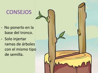 CONSEJOS
- No ponerlo en la
base del tronco.
- Solo injertar
ramas de árboles
con el mismo tipo
de semilla.
 