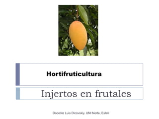 Hortifruticultura Injertos en frutales Docente Luis Dicovskiy. UNI Norte, Estelí 