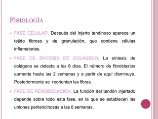 FISIOLOGÍA
 FASE CELULAR. Después del injerto tendinoso aparece un
tejido fibroso y de granulación, que contiene células
inflamatorias.
 FASE DE SÍNTESIS DE COLÁGENO. La síntesis de
colágeno se detecta a los 6 días. El número de fibroblastos
aumenta hasta las 2 semanas y a partir de aquí disminuye.
Posteriormente se reorientan las fibras.
 FASE DE REMODELACIÓN. La función del tendón injertado
depende sobre todo esta fase, en la que se establecen las
uniones peritendinosas a las 8 semanas.
 