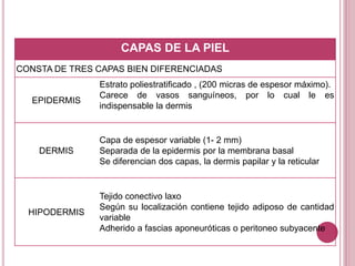 CAPAS DE LA PIEL
CONSTA DE TRES CAPAS BIEN DIFERENCIADAS
EPIDERMIS
Estrato poliestratificado , (200 micras de espesor máximo).
Carece de vasos sanguíneos, por lo cual le es
indispensable la dermis
DERMIS
Capa de espesor variable (1- 2 mm)
Separada de la epidermis por la membrana basal
Se diferencian dos capas, la dermis papilar y la reticular
HIPODERMIS
Tejido conectivo laxo
Según su localización contiene tejido adiposo de cantidad
variable
Adherido a fascias aponeuróticas o peritoneo subyacente
 