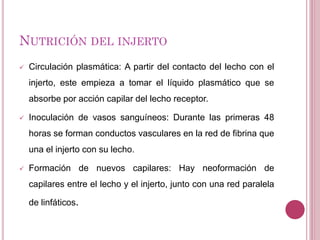 NUTRICIÓN DEL INJERTO
 Circulación plasmática: A partir del contacto del lecho con el
injerto, este empieza a tomar el líquido plasmático que se
absorbe por acción capilar del lecho receptor.
 Inoculación de vasos sanguíneos: Durante las primeras 48
horas se forman conductos vasculares en la red de fibrina que
una el injerto con su lecho.
 Formación de nuevos capilares: Hay neoformación de
capilares entre el lecho y el injerto, junto con una red paralela
de linfáticos.
 