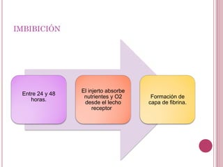 IMBIBICIÓN
Entre 24 y 48
horas.
El injerto absorbe
nutrientes y O2
desde el lecho
receptor
Formación de
capa de fibrina.
 