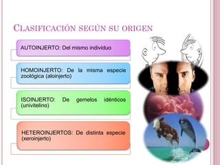 CLASIFICACIÓN SEGÚN SU ORIGEN
AUTOINJERTO: Del mismo individuo
HOMOINJERTO: De la misma especie
zoológica (aloinjerto)
ISOINJERTO: De gemelos idénticos
(univitelino)
HETEROINJERTOS: De distinta especie
(xeroinjerto)
 