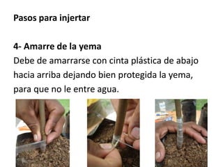 Pasos para injertar
4- Amarre de la yema
Debe de amarrarse con cinta plástica de abajo
hacia arriba dejando bien protegida la yema,
para que no le entre agua.
 