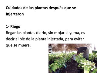Cuidados de las plantas después que se
Injertaron
1- Riego
Regar las plantas diario, sin mojar la yema, es
decir al pie de la planta injertada, para evitar
que se muera.
 