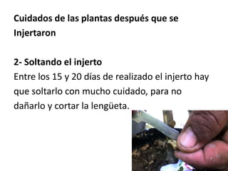 Cuidados de las plantas después que se
Injertaron
2- Soltando el injerto
Entre los 15 y 20 días de realizado el injerto hay
que soltarlo con mucho cuidado, para no
dañarlo y cortar la lengüeta.
 