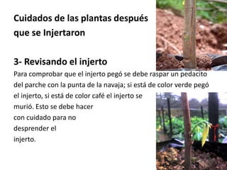 Cuidados de las plantas después
que se Injertaron
3- Revisando el injerto
Para comprobar que el injerto pegó se debe raspar un pedacito
del parche con la punta de la navaja; si está de color verde pegó
el injerto, si está de color café el injerto se
murió. Esto se debe hacer
con cuidado para no
desprender el
injerto.
 